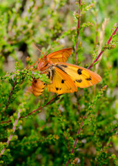 bright orange moth amongst heather