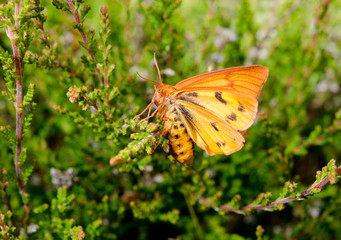 Obraz premium leuchtend oranger Falter auf Heidekraut