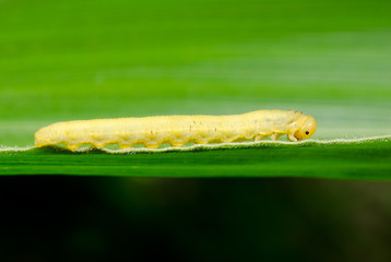 lange gelbe Raupe auf Maisblatt