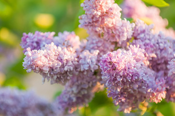 Beautiful Lilac (Syringa) Flowers