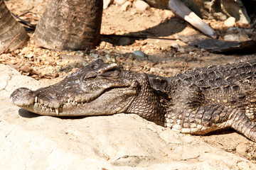 Dangerous crocodiles in a farm, Thailand