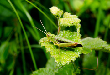 grasshopper sunbathing on leaf
