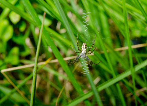 wasp spider youth, typical web