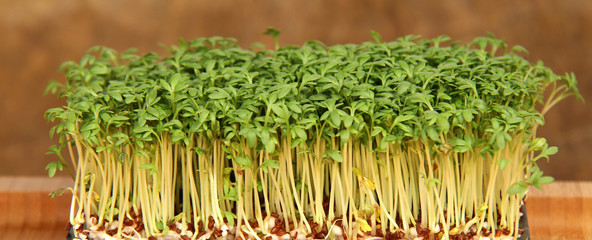 Gartenkresse