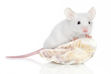 Decorative mouse on sea shell