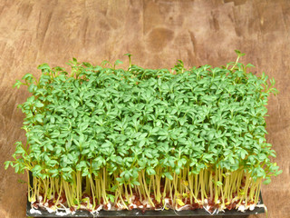 Gartenkresse