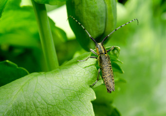 longhorn beetle macro
