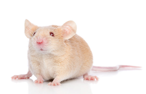 Decorative mouse on white background