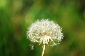 Obraz premium Pissenlit