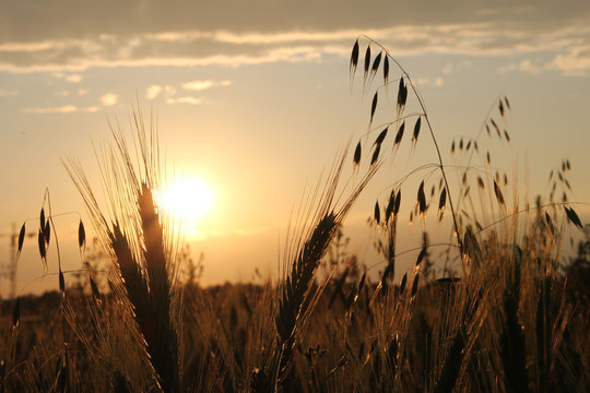 Getreidefeld bei Sonnenuntergang