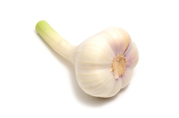Knoblauch-Knolle