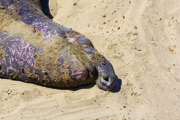 sea lions relaxing at the sandy beach