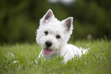 West Highland White Terrier puppy