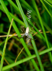 young wasp spider, vertical