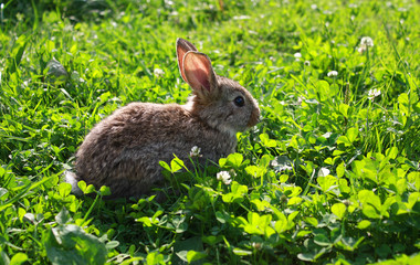 rabbit in the grass