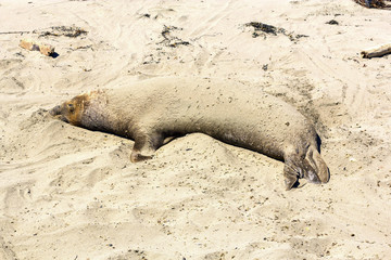 Fototapeta premium sea lions relaxing at the sandy beach