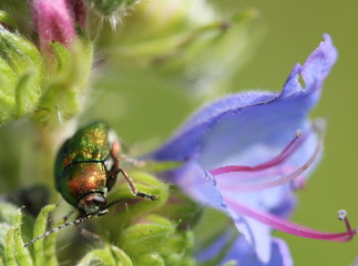 Seidiger Fallkäfer auf Blauem Natternkopf