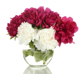beautiful pink and white  peonies in glass vase isolated