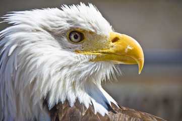 Pygargue à tête blanche (haliaeetus leucocephalus) © Delphotostock