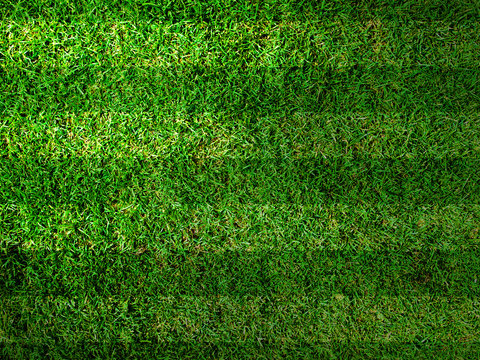 Vivid Green grass background,Can use as background