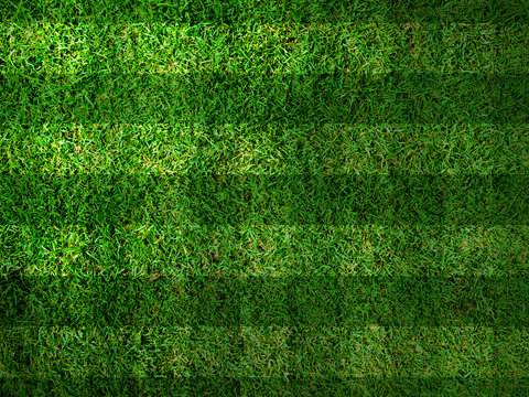 Vivid Green grass background,Can use as background