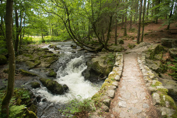 Fototapeta premium Przepłyń przez nasłoneczniony las