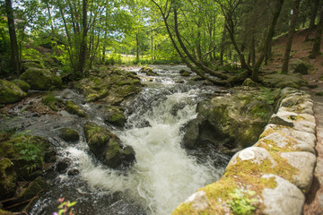 Stream through a sunlit forest