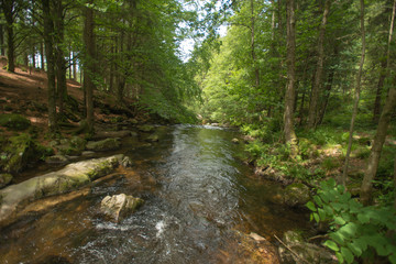 Stream through a sunlit forest