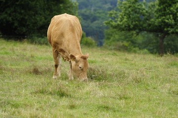 Rinder auf der Weide