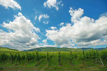 Fototapeta na wymiar Vineyard in the sunny Alsace
