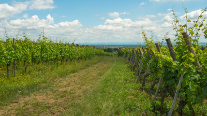 Obraz premium Vineyard in the sunny Alsace