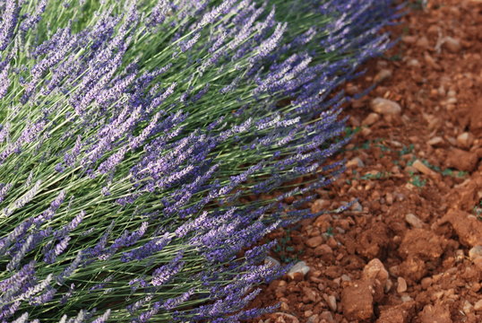 provence