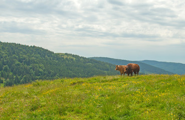 Cattle in the lower mountains of Vosges