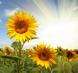 sunflowers