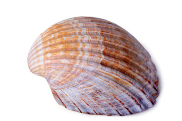 Beautiful sea shell isolated on a white background