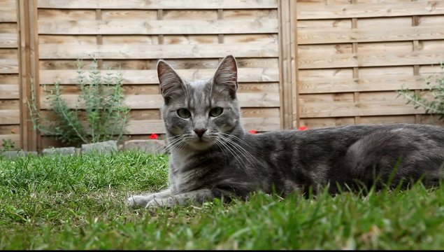 chat