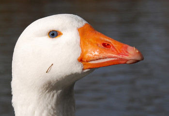 Domestic Goose