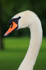 Fototapeta premium Schwan-16923b1