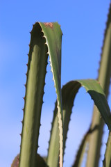 Guyane - Les Salines