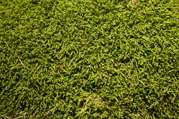 Green mountain moss