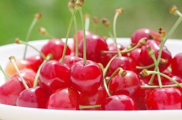 さくらんぼの実 （佐藤錦）