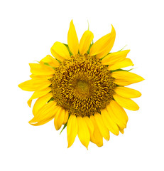 Obraz premium yellow Sunflower