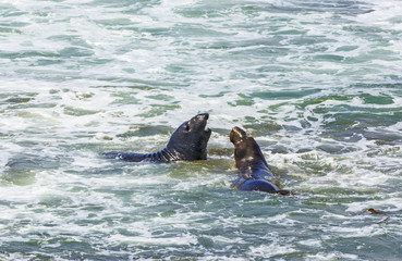 sea lions fight in the waves of the ocean