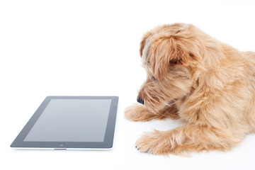 タブレットPCを見る犬