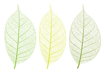 Vector leaf