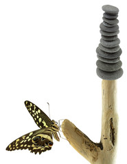 empilement de galets et papillon sur bois flotté