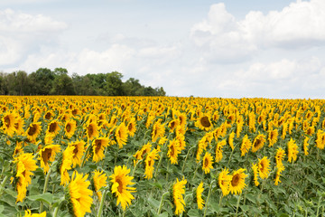 Obraz premium Sonnenblume