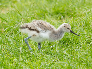 Black-winged Stilt, Common Stilt, or Pied Stilt