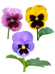 pansies Violets flowers
