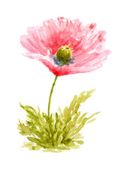 Poppy Flower Watercolor Drawn and Painted, Isolated on White - 42878200